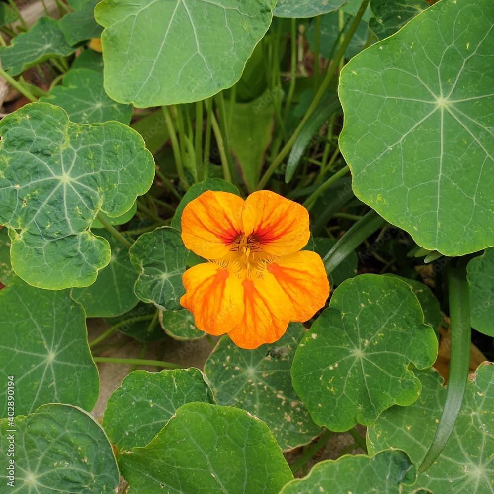 orange and yellow flower with round and green leaves orange and yellow flower with round and green leaves