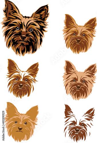 Yorkshire terrier, portrait, graphics, color
