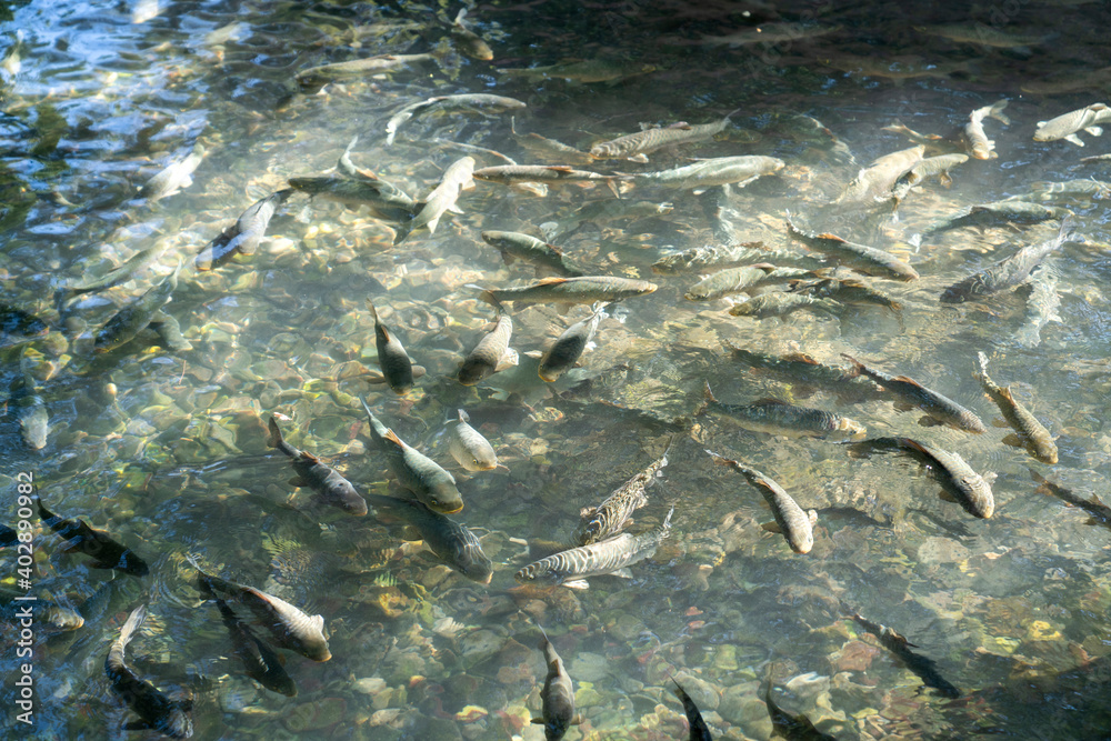 Carp fish in Balikli Gol (Pool of Sacred Fish) also known as Abraham's Pool in Golbasi Park at Sanliurfa in Turkey. Carp fish in Balikli Gol (Pool of Sacred Fish) also known as Abraham's Pool in Golbasi Park at Sanliurfa in Turkey.