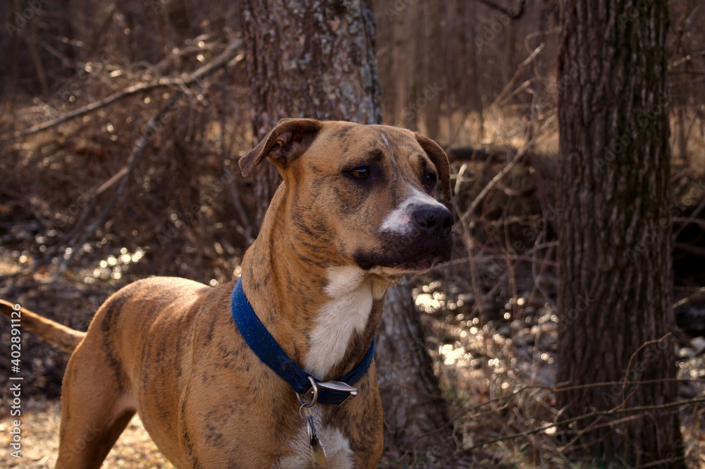A red brindle pit bull wearing a blue collar stands in the woods in anticipation. 