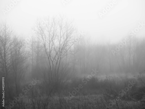morning fog in winter