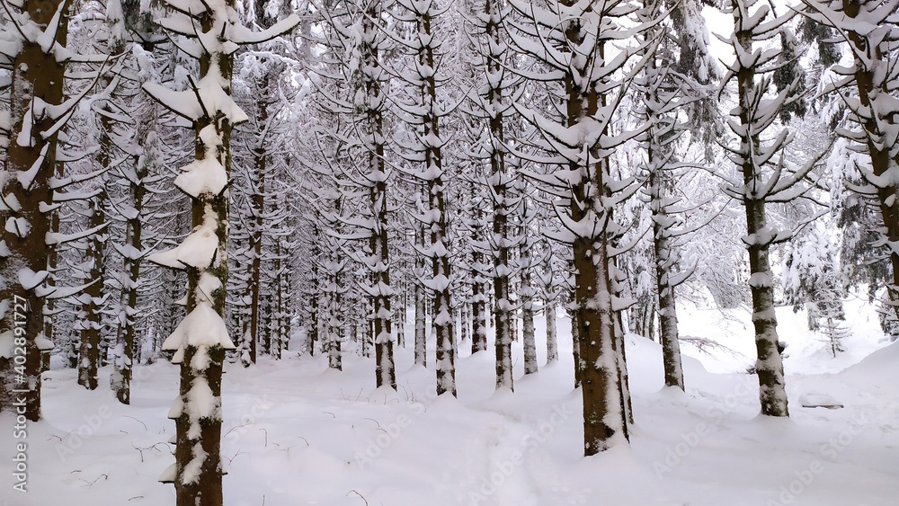 Fototapeta premium La Bresse