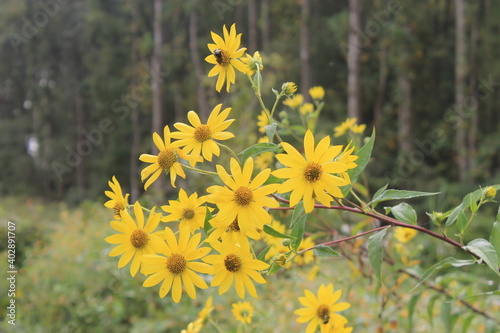 daises flowers in the field