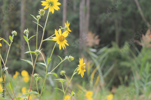 daises with a forest background