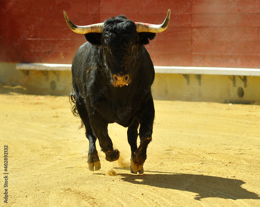 un toro español con una mirada desafiante en una plaza de toros durante un toro español con una mirada desafiante en una plaza de toros durante
