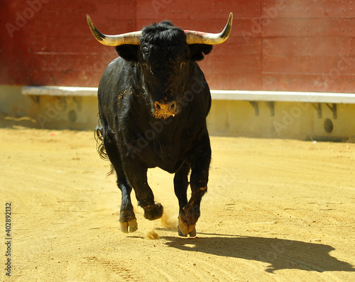 un toro español con una mirada desafiante en una plaza de toros durante un spectaculo de toreo