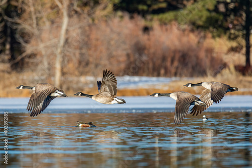 Canadian geese in flight 