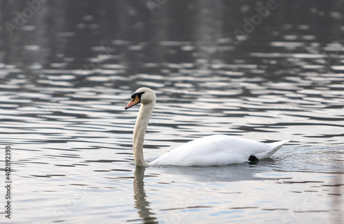 white swan swimming in lake in a park