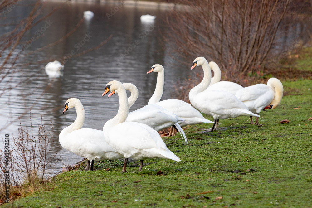 group of swans resting at the shore of a lake in a park, outdoors group of swans resting at the shore of a lake in a park, outdoors