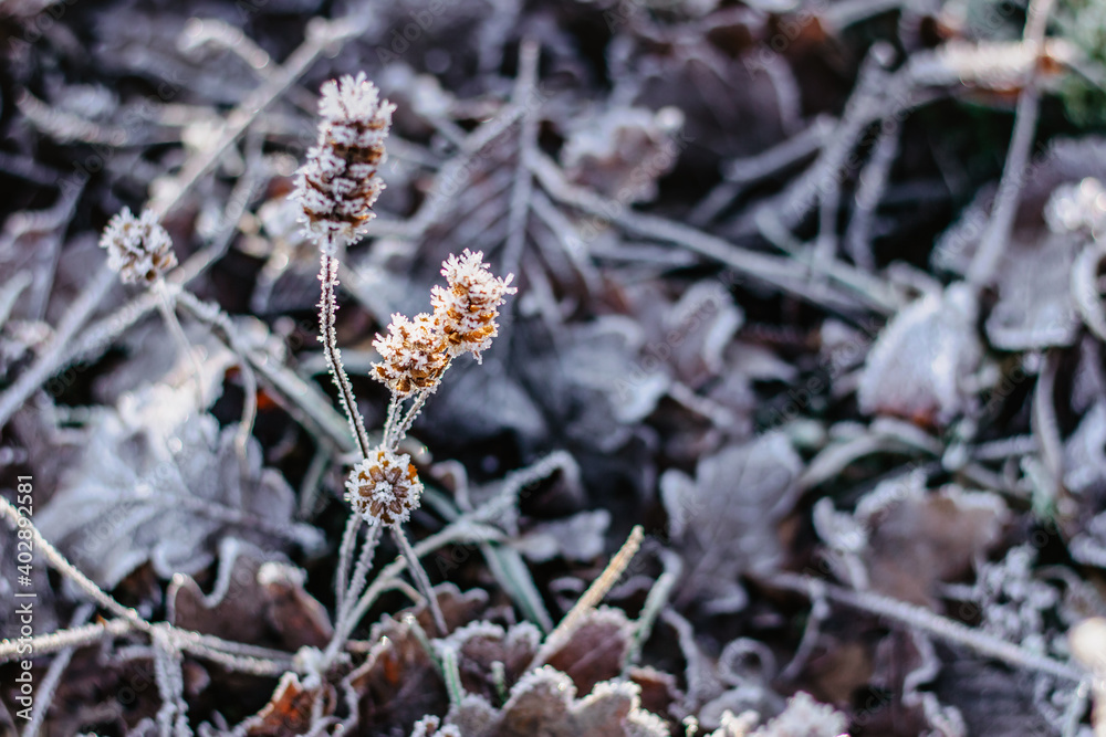 Dry frozen leaves natural background.Cold frosty winter mornings.The first frosts and frozen leaves. Winter macro picture.Quiet clear weather. Hoarfrost on withered leaves.Leaf covered by ice Dry frozen leaves natural background.Cold frosty winter mornings.The first frosts and frozen leaves. Winter macro picture.Quiet clear weather. Hoarfrost on withered leaves.Leaf covered by ice