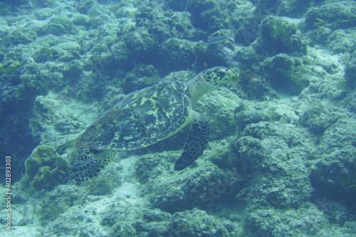Beautiful Sea Turtle Swimming In The Caribbean Sea. Blue Water. Relaxed  Curacao  Aruba  Bonaire  Animal  Scuba Diving  Ocean  Under The Sea  Underwater Photography  Snorkeling  Tropical Paradise.