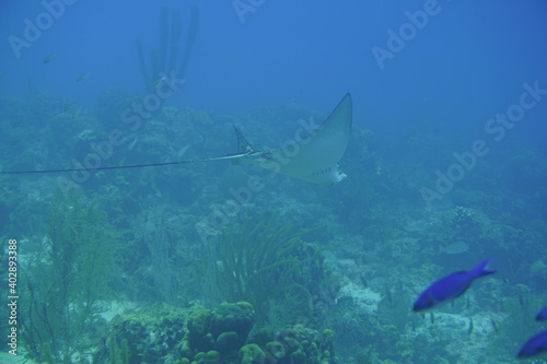 Spotted Eagle Ray Swimming In The Caribbean Sea. Blue Water. Relaxed, Curacao, Aruba, Bonaire, Animal, Scuba Diving, Ocean, Under The Sea, Underwater Photography, Snorkeling, Tropical Paradise.