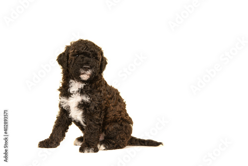 Cute brown labradoodle puppy sitting seen from the side isolated on a white background looking at the camera, with space for copy