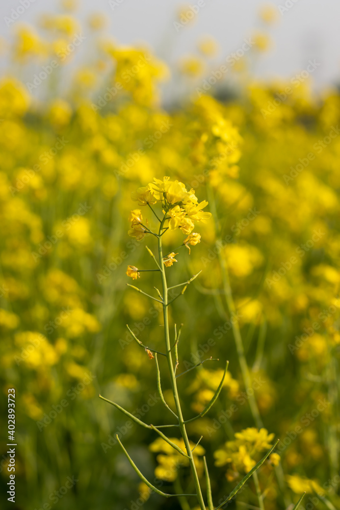 Fototapeta premium Mustard flowers close up background