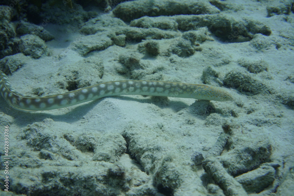 Snake eel serpent Swimming In The Caribbean Sea. Blue Water. Relaxed ...