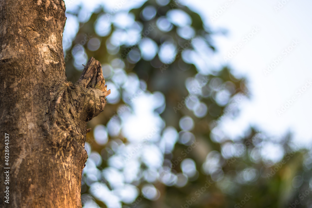 Fototapeta premium Tree knot close up shot with bokeh background