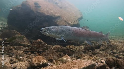 Freshwater fish Common huchen (Hucho hucho) in the beautiful clean river. Underwater footage with nice bacground and natural light. Wild life animal. Swimming predator fish in the river habitat. photo