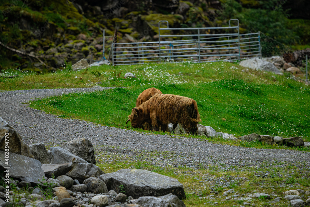 Scottish highland cattle in Norway Scottish highland cattle in Norway