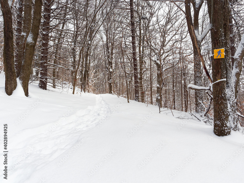 Fototapeta premium Snowshoeing trail on on Mont-Royal, Montreal