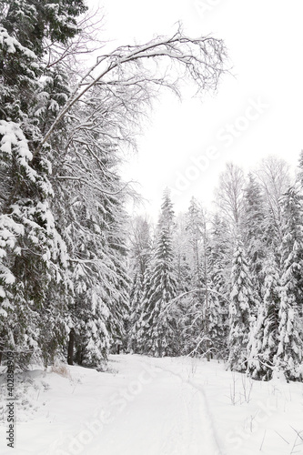 Minimalistic winter landscape with frozen trees and snowy path in a forest © zabavna