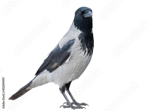 Gray crow isolated on white background. Ravens in the city. Close up photo.