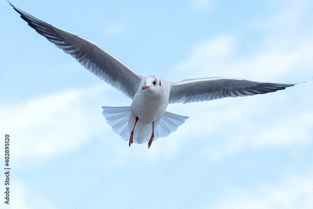 Obraz premium Seagull flying on blue sky background. The seagull spread its wings.