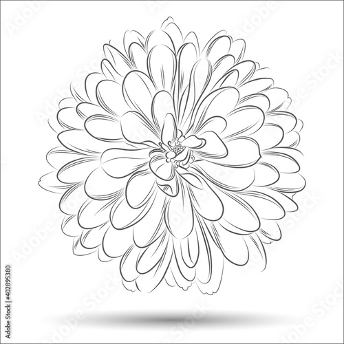 Fototapeta Naklejka Na Ścianę i Meble -  Beautiful isolated hand-drawn monochrome flower of chrysanthemum.