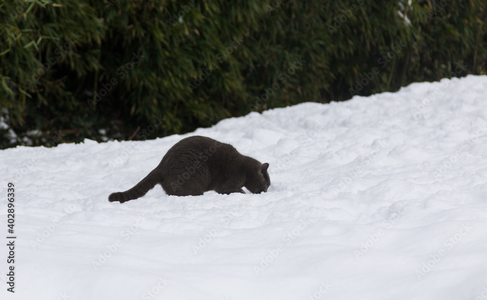 Adorable blue cat sitting playing on the snow Adorable blue cat sitting playing on the snow