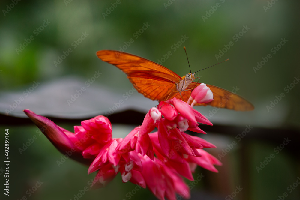 Obraz premium Dryas Julia on flower