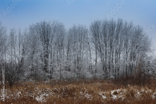 Wallpaper Mural trees in the snow Torontodigital.ca