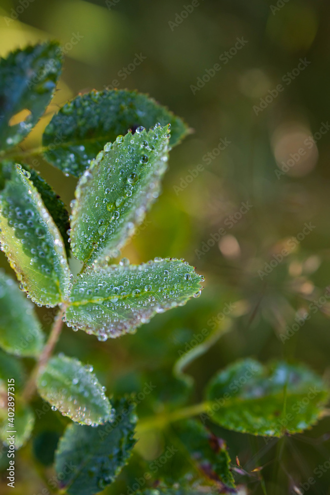Dew droplets on the edge of leaves. Nature freshness Dew droplets on the edge of leaves. Nature freshness