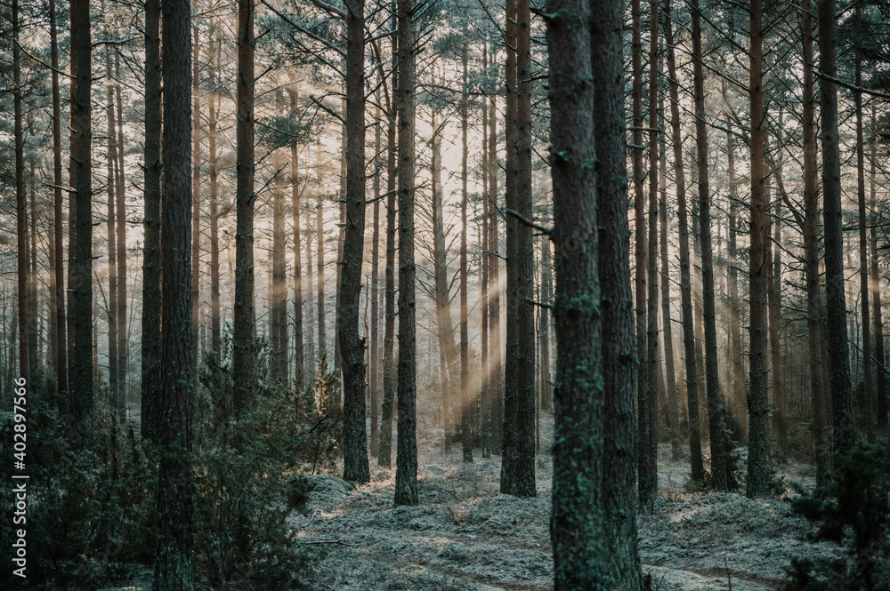 Obraz premium Winter forest landscape from Northern Europe.