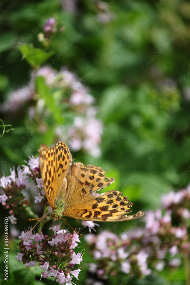 Argynnis butterfly on a flower