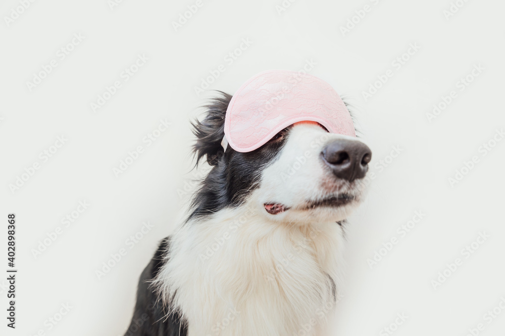Do not disturb me, let me sleep. Funny cute smiling puppy dog border collie with sleeping eye mask isolated on white background. Rest, good night, siesta, insomnia, relaxation, tired, travel concept.