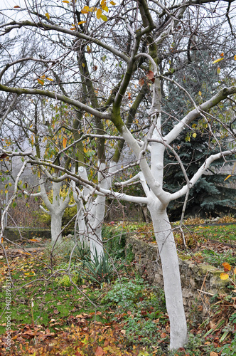 Autumn whitewash of fruit trees in the orchard