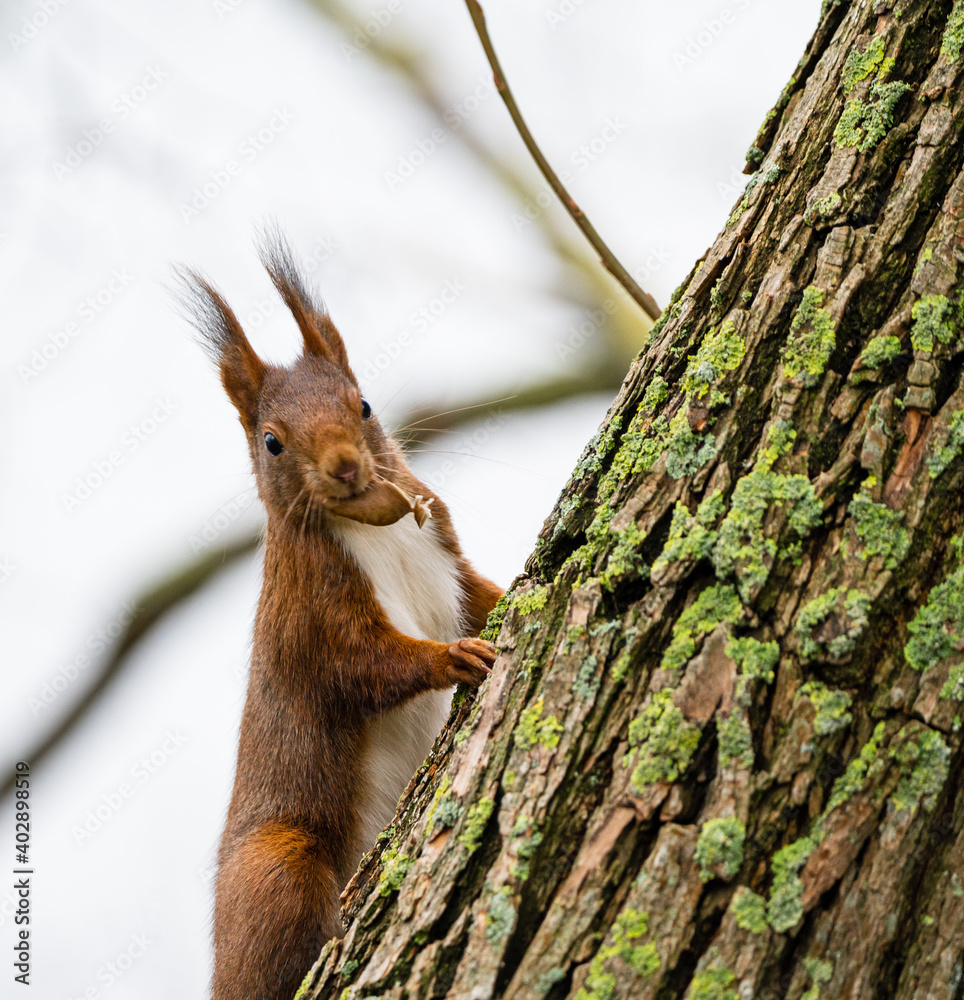 Eichhörnchen (Sciurus), Tiere, Deutschland
