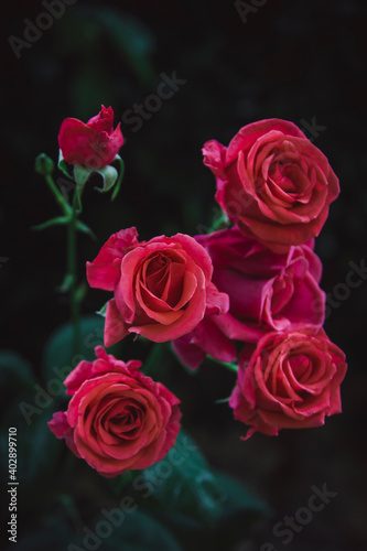abstract flowers with red rose on dark background  green leaf bokeh - Valentine s Day  Mother s Day  anniversary concept