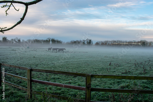 Horses in Frosty Foggy Meadow