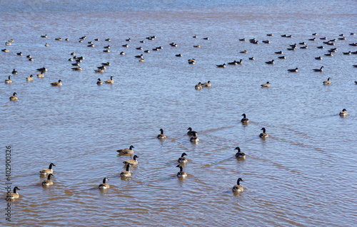 A group of Canadian geese on the lake at Greenlane Reservoir, Pennsburg, Pennsylvania, U.S.A