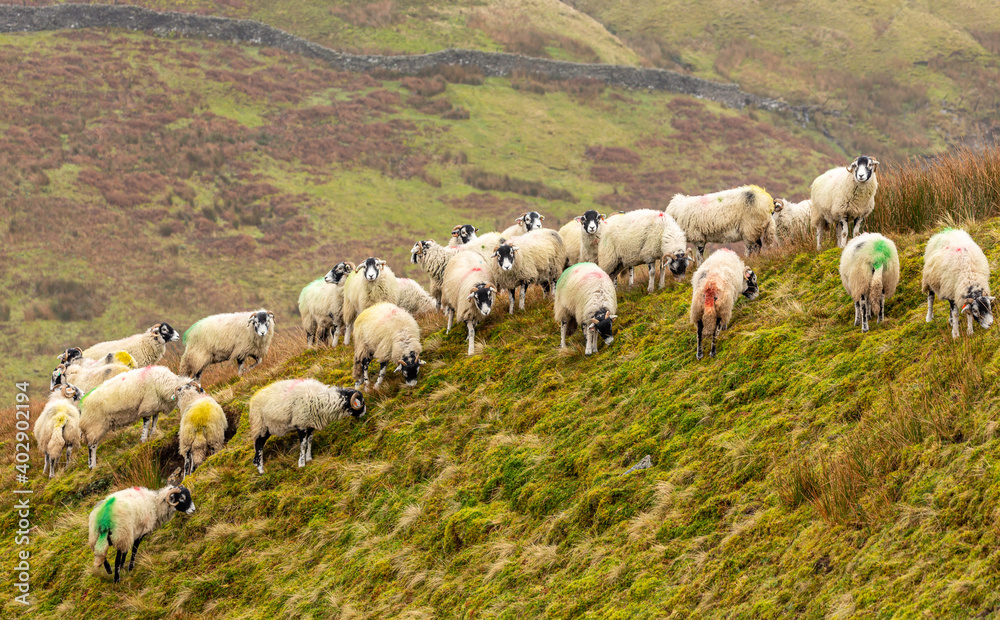 Swaledale sheep in winter.  A flock of Swaledale ewes on remote unfenced moorland near Keld in North Yorkshire.  Harsh, cold wet weather.  Horizontal.  Space for copy.
