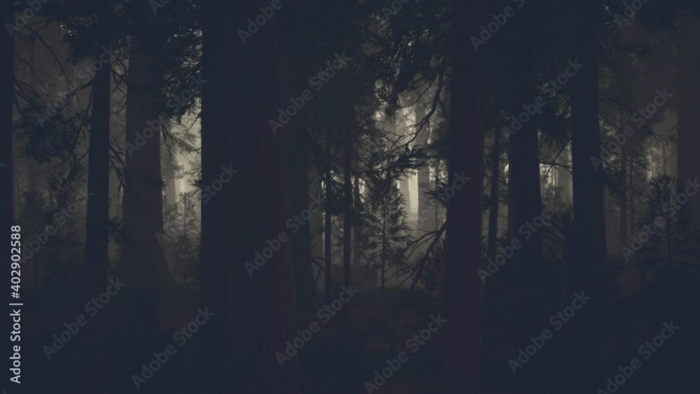 black tree trunk in a dark pine tree forest black tree trunk in a dark pine tree forest