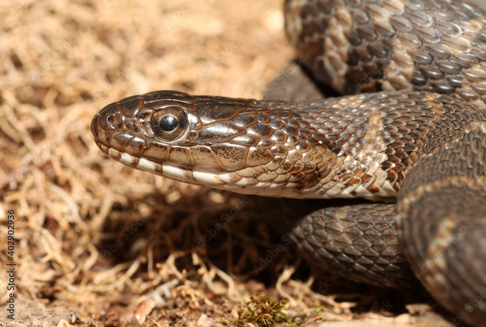 Close-up of the head of a Northern Water Snake (Nerodia sipedon) showing off the scales around the face. Close-up of the head of a Northern Water Snake (Nerodia sipedon) showing off the scales around the face.