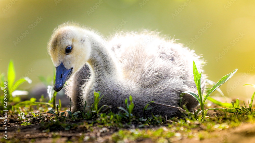 Gosling Gosling