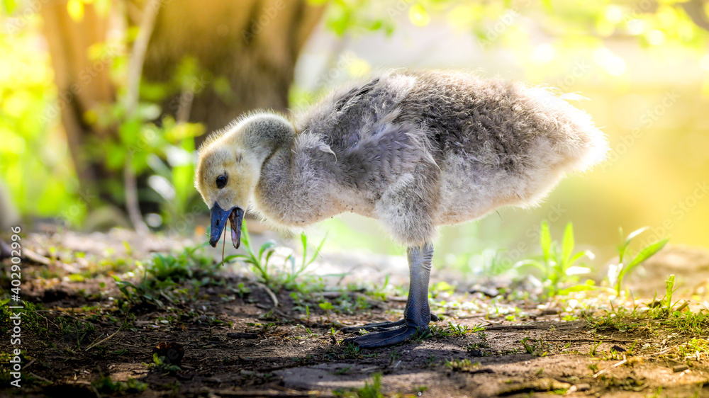 Fototapeta premium Gosling