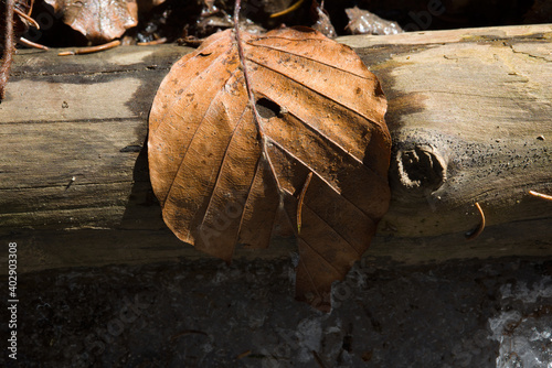 il cambio di stagione, l'inverno e le foglie secche ormai gelate, ma qualche foglia mantiene comunque il suo colore naturale, foglie secche in periodo invernale