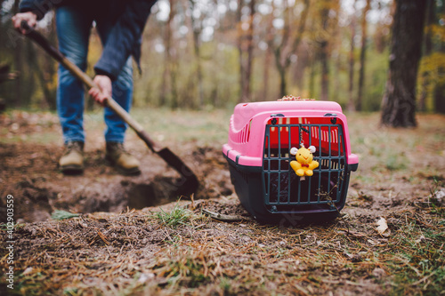 The topic of burial of pets is not legal. Man digs hole with shovel for burying an animal in the forest. The owner makes the grave with a shovel, digs a hole in the ground to bury the deceased cat photo