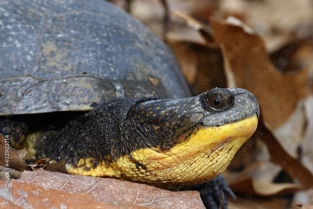 Obraz premium Close-up view of the head of an adult Blandings Turtle (Emydoidea blandingii), showing off its distinctive yellow chin and neck. 