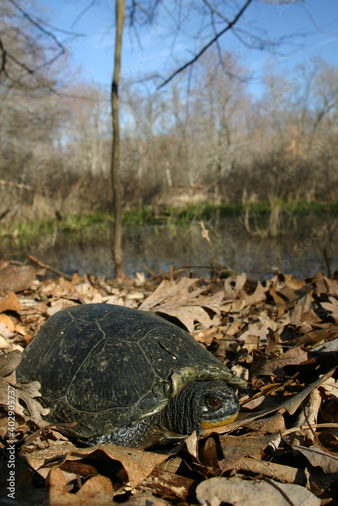 Blanding's turtle (Emydoidea blandingii) shown in its natural habitat ...