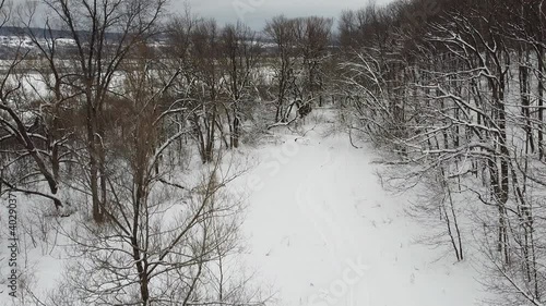 vue aérienne d'une forêt en hiver photo