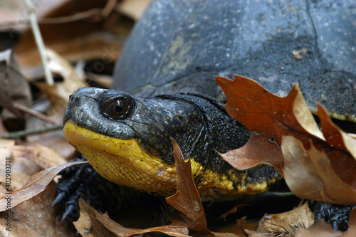 Close-up view of the head of an adult Blandings Turtle (Emydoidea blandingii), showing off its distinctive yellow chin and neck.  photo